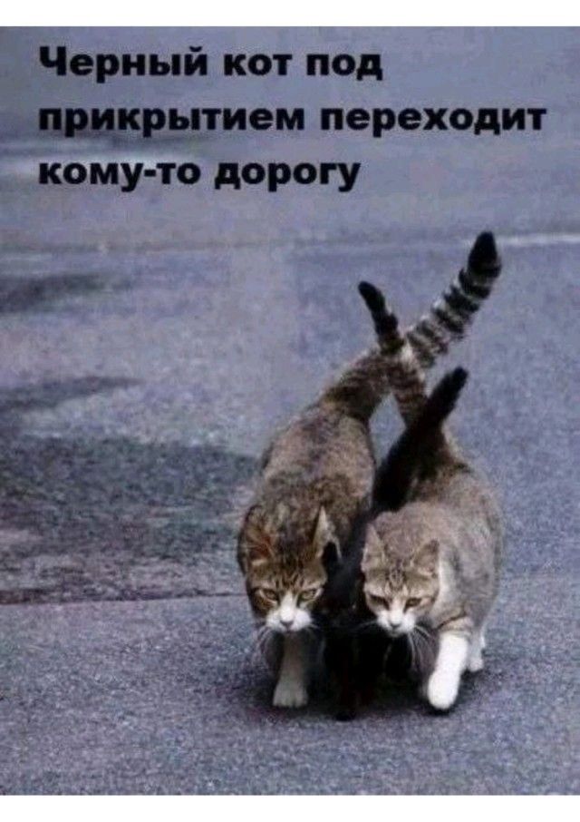 Черный кот под прикрытием переходит кому-то дорогу