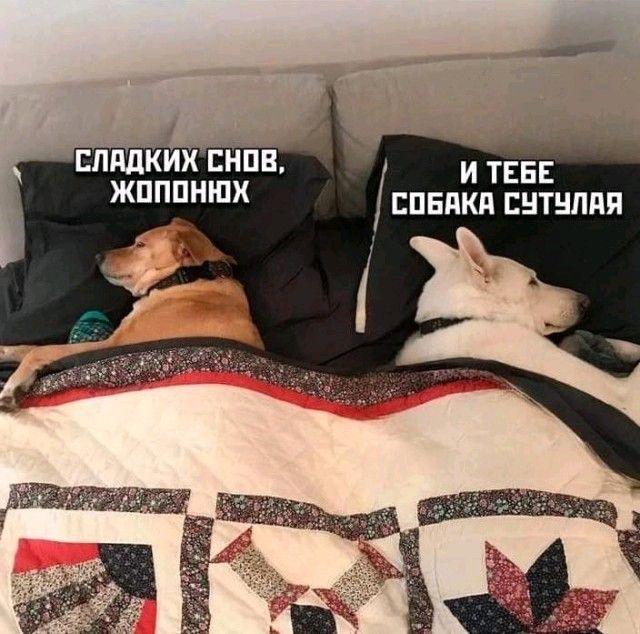 СЛАДКИХ СНОВ, ЖОПАНЮХ
И ТЕБЕ СОБАКА СУТУЛЯЛ
