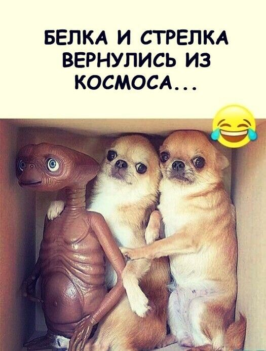 БЕПКА И СТРЕЛКА ВЕРНУЛИСЬ ИЗ КОСМОСА
