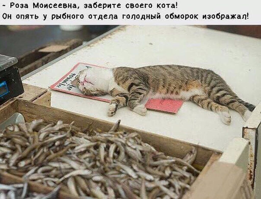 Котам рыбов. Кот на прилавке. Кот с рыбой. Голодный котик. Коты и кошки на прилавках.