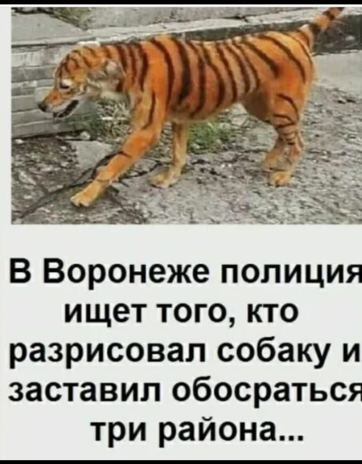 В Воронеже полиция ищет того кто разрисовал собаку и заставил обосраться три района