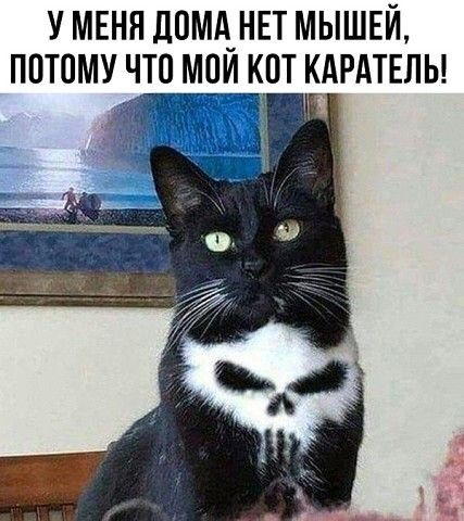 У МЕНЯ ДОМА НЕТ МЫШЕЙ ПОТОМУ ЧТО МОЙ КОТ КАРАТЕЛЫ 5