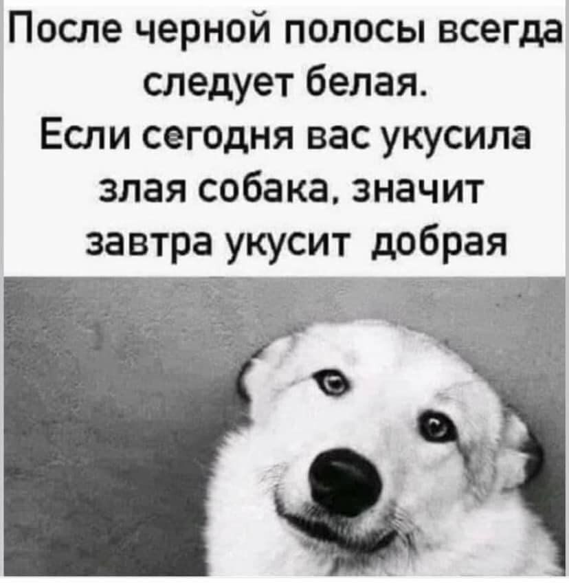 После черной полосы всегда следует белая Если сегодня вас укусила злая собака значит завтра укусит добрая У