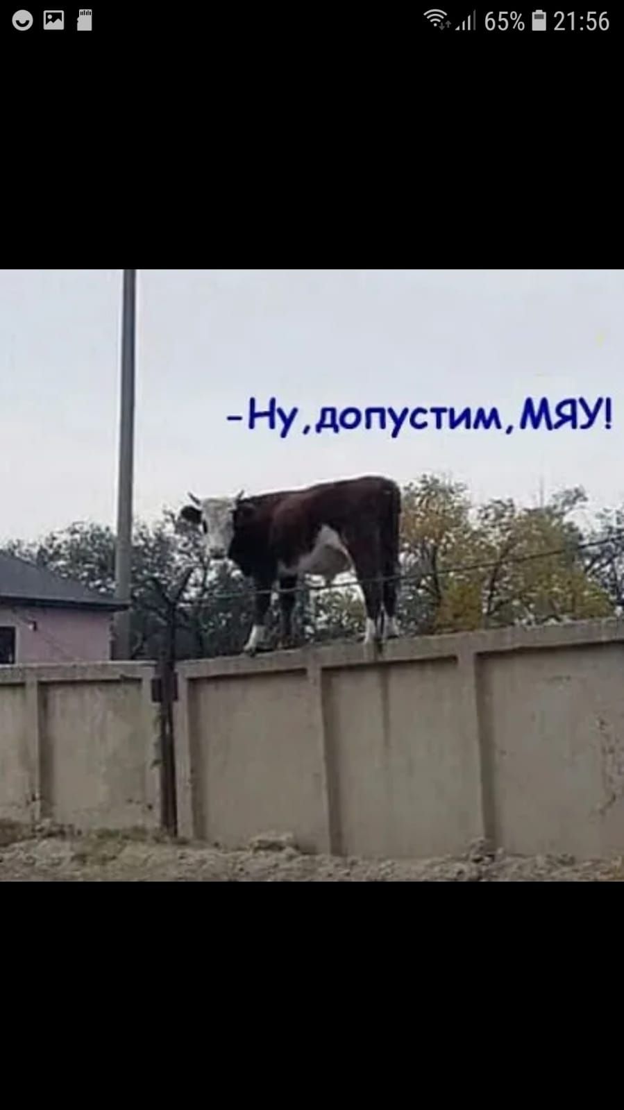 ОЙ і дд 6592156 Нудопустим МЯУ