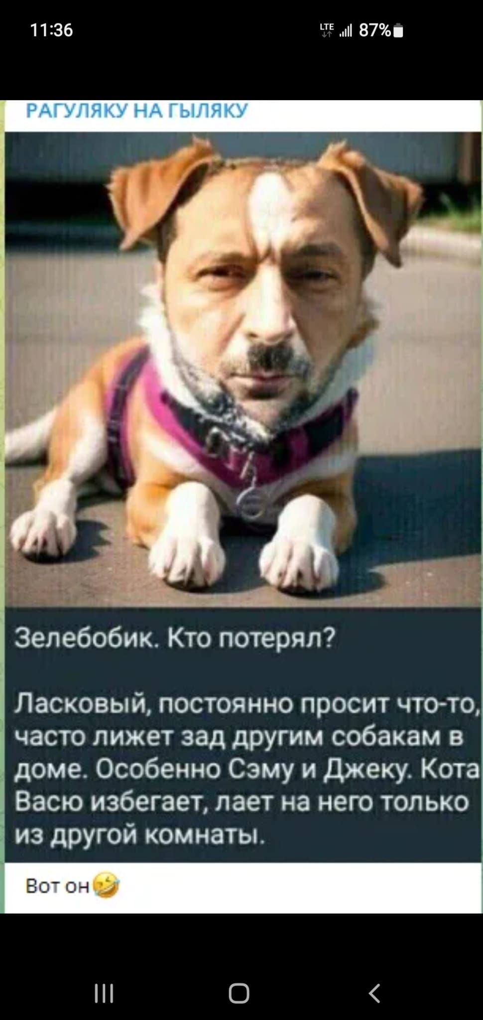 1136 87 Зелебобик Кто потерял Ласковый постоянно просит чтото часто лижет зад другим собакам в дома Особенно Сэму и джеку Кота Васю избегает лает на него только из другой комнаты О