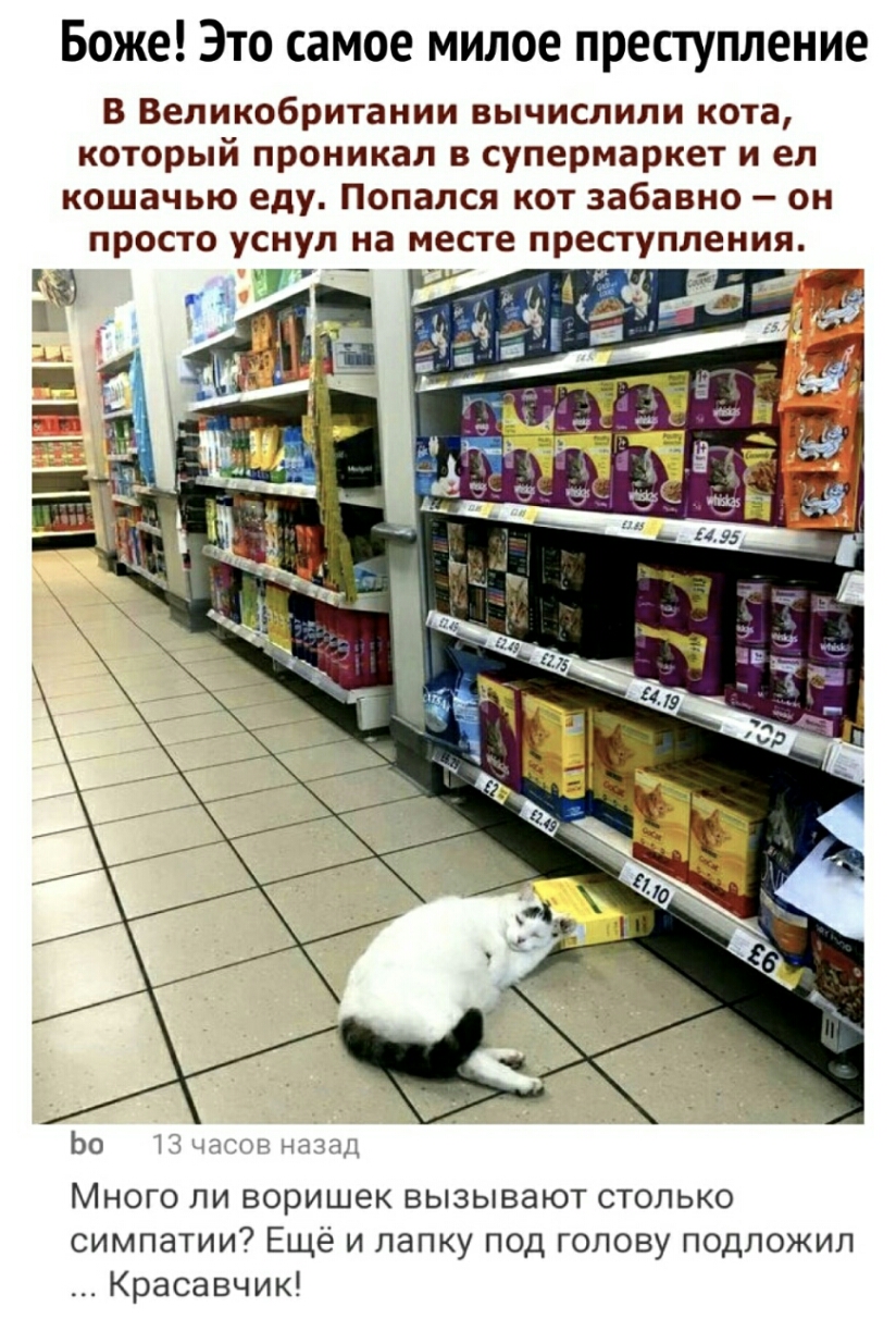 Боже Это самое милое преступление В Великобритании вычислили кота который проникал в супермаркет и ел кошачью еду Попался кот забавно он просто уснул на месте преступления Ьо и г чат Много ли воришек вызывают столько симпатии Ещё и лапку под голову подложил Красавчик