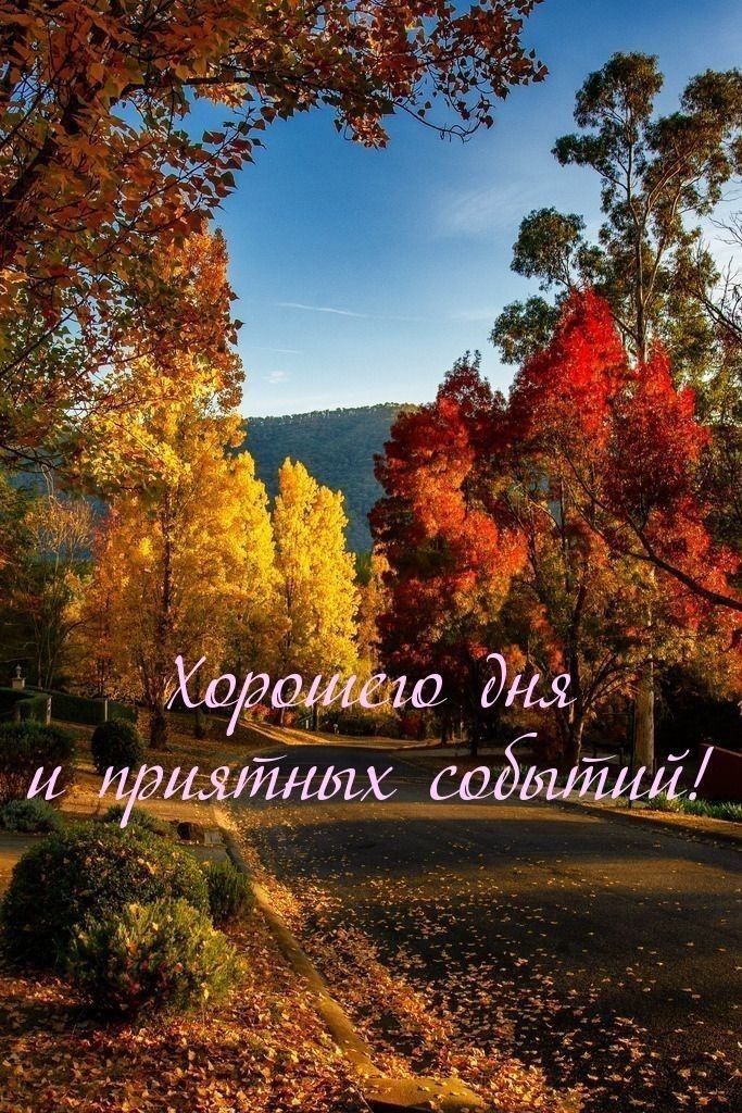 Хо20414610 да и привитых садшит