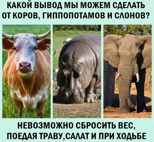 КАКОЙ ВЫВОД МЫ МОЖЕМ ОАЕАТЬ ОТ КОРОВ ГИППОПОТАМОВ И ОАОНОВ НЕВОЗМОЖНО ОБРООИТЬ ВЕС ПОЕДАЯ ТРАВУ САААТ И ПРИ ХОАЬБЕ