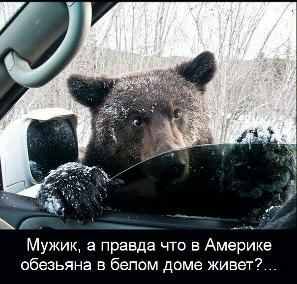 Мужик а правда что в Америке обезьяна в белом доме живет