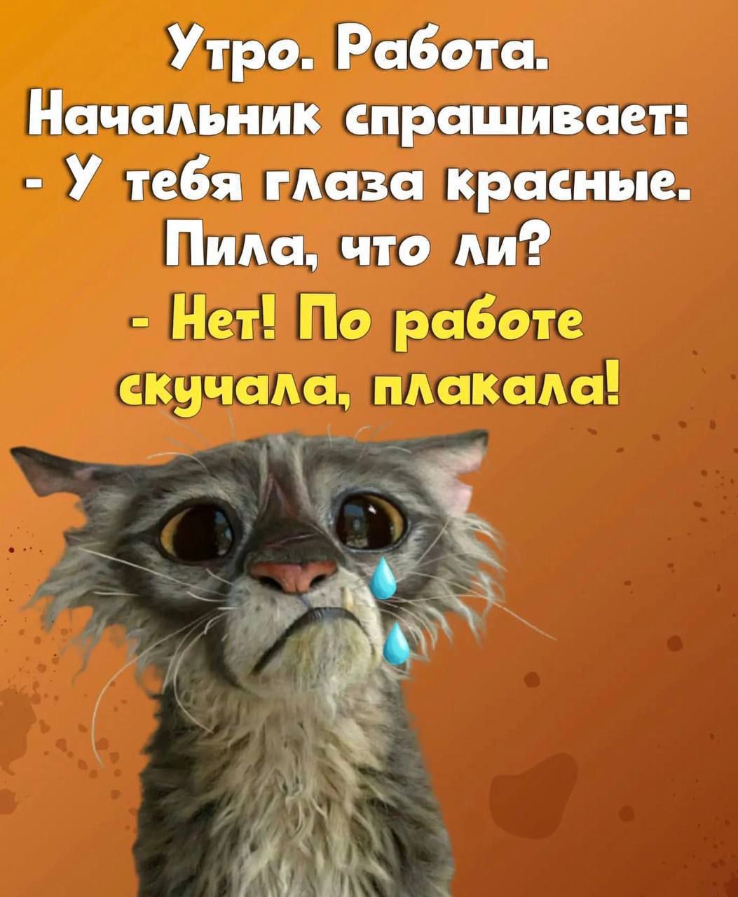 Утро Работа Начальник спрашивает У тебя глаза красные Пиьа что Аи Нет По работе скучала пАакаАа