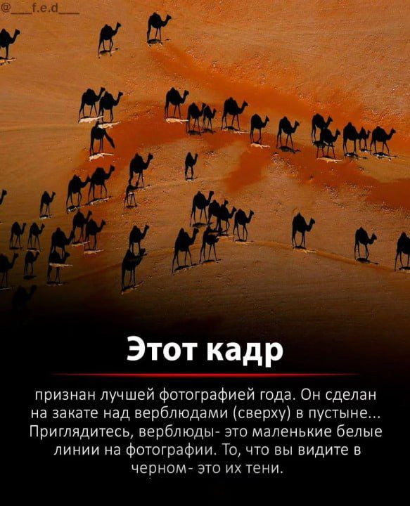 Этот кадр признан лучшей Фотографией года Он сделан на закате над верблюдами сверху в пустыне Приглядитесь верблюды это маленькие белые линии на Фотографии То что вы видите в черномь это их тени