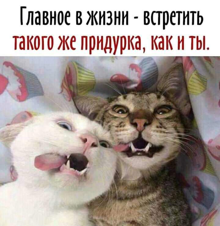 ГЛВВНОС ВЖНЗНН ВСТРСТНТЬ ТЗКОГО ЖС придурка Кё К Н ТЫ