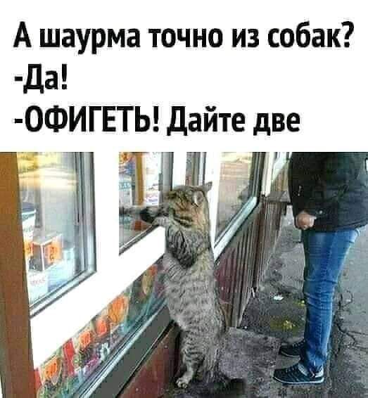 А шаурма точно из собак да 0ФИГЕТЬ дайте две