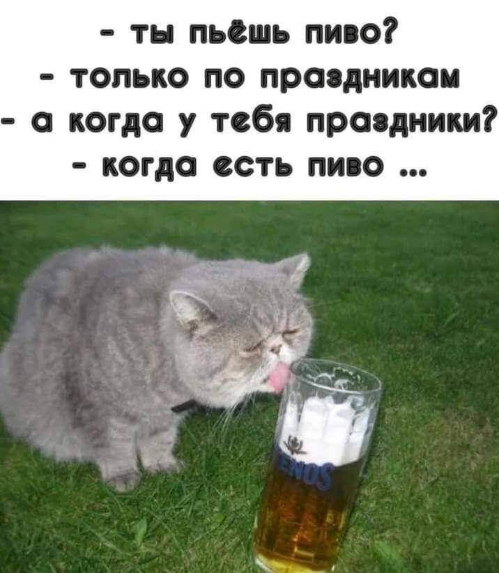 тн пьешь пиво только по праздникам а когда у тебя праздники когда есть пиво
