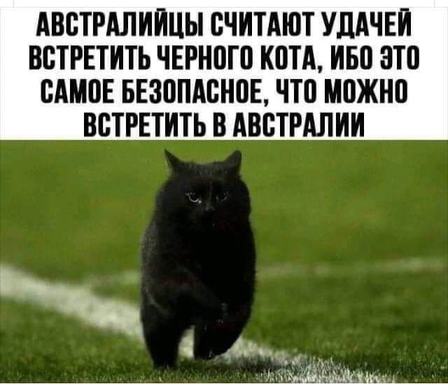 АВСТРАЛИИЦЫ СЧИТАЮТ УДАЧЕИ ВСТРЕТИТЬ ЧЕРН0Г0 К0ТА ИБП ЭТП ВАМПЕ БЕЗППАСНВЕ что можно ВВТРЕТИТЬ В АВСТРАЛИИ