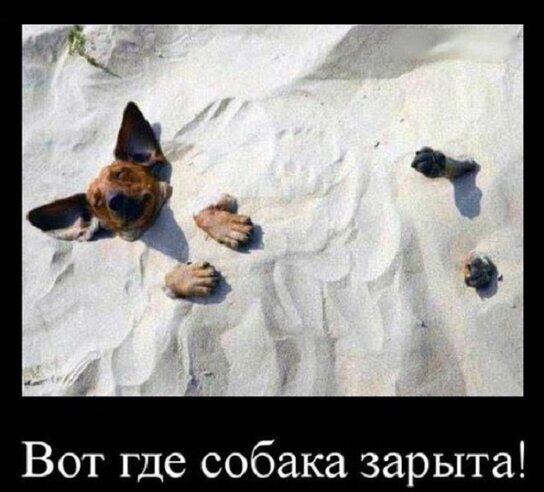 Вот где собака зарыта