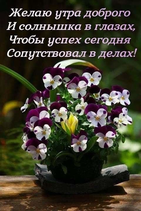 Желаю утра Доброго И солнышка в глазах Чтобы успех сегодня Сопутствовал в делах