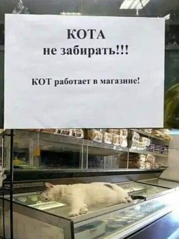 КОТА не забирать кот раб и танцы