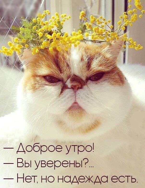 Доброе утро Вы уверены НеТ но нодеждо есть