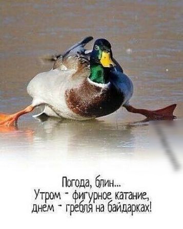 догола блин Утром фглярнба рноекдпние гре на байдарках