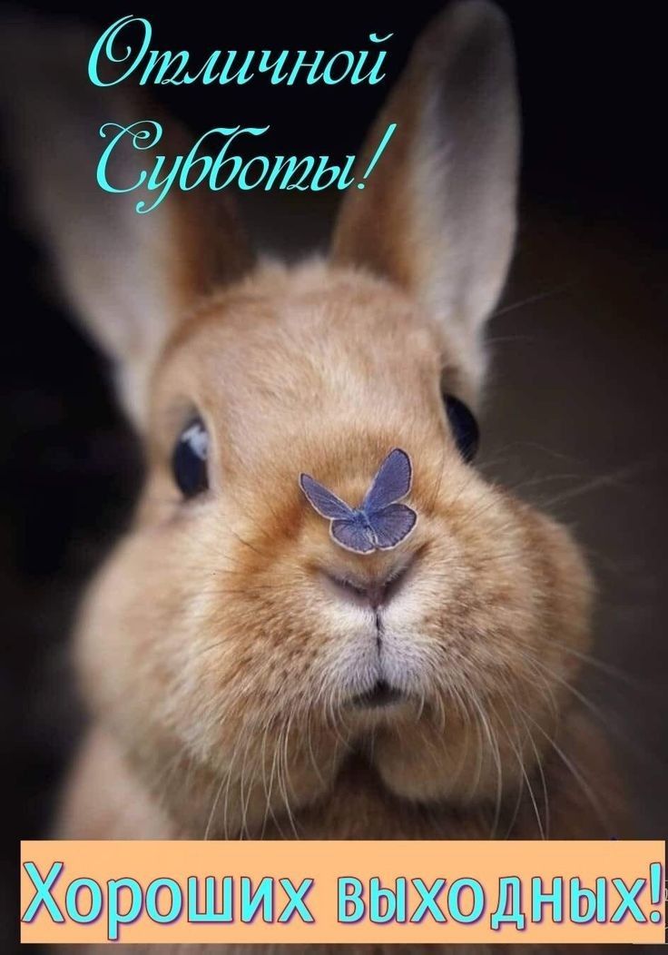 ішшшой
