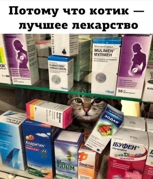 Потому что котик