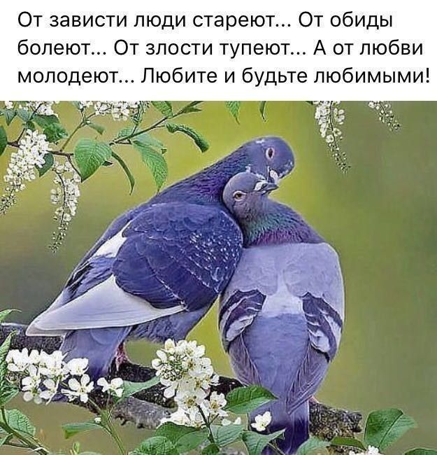 От зависти люди стареют От обиды болеют От злости тупеют А от любви молодеют Любите и будьте любимыми