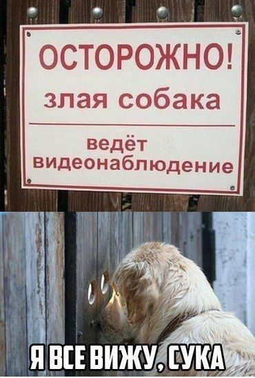 Осторожно злая собака ведёт видеонаблюдение