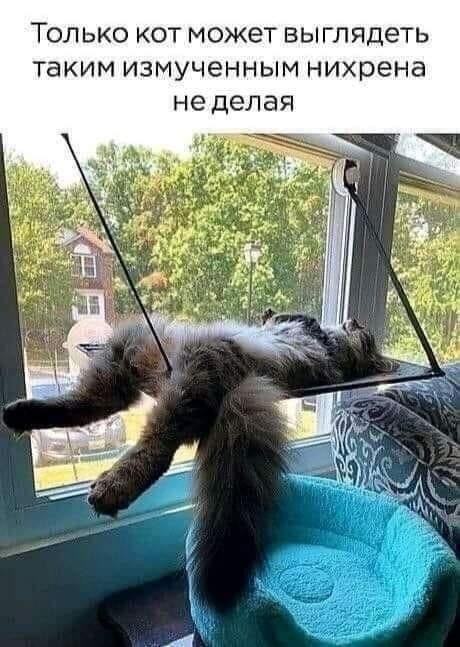 ТОЛЬКО КОТ МОЖЭТ ВЫГЛЯДеТЬ таким ИЗМУЧЭННЫМ нихрена не делая