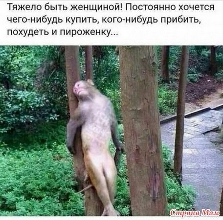 Тяжело быть женщиной Постоянно хочется чегонибудь купить кого нибудь прибить похудеть и пироженку