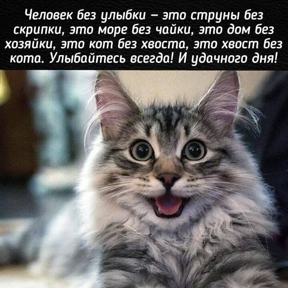 Человек без улыбки это струны без скрипки это море без чайки это дом без хозяйки это кат без хвоста это хвост без кота Улыбайтесь всегда И удачного дня