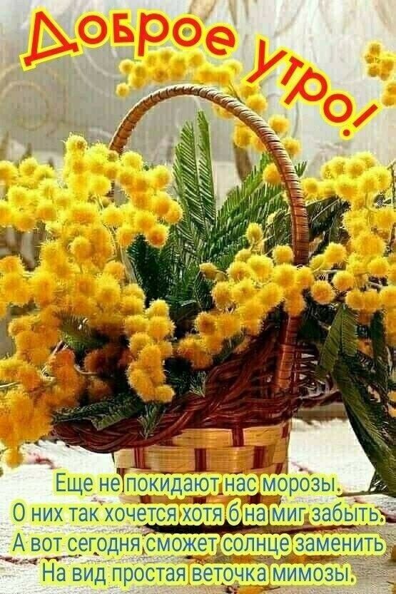 Еще неТпсЗкидаюп начсамОрозы О НИХ ТЗК Х0Ч_6ТСЯ ХОТЯ 6 а МИГг _ А ВОТ ССГОДНЯГСМ О Нд ВИД простая ЕТОЧК МИМОЗЫ