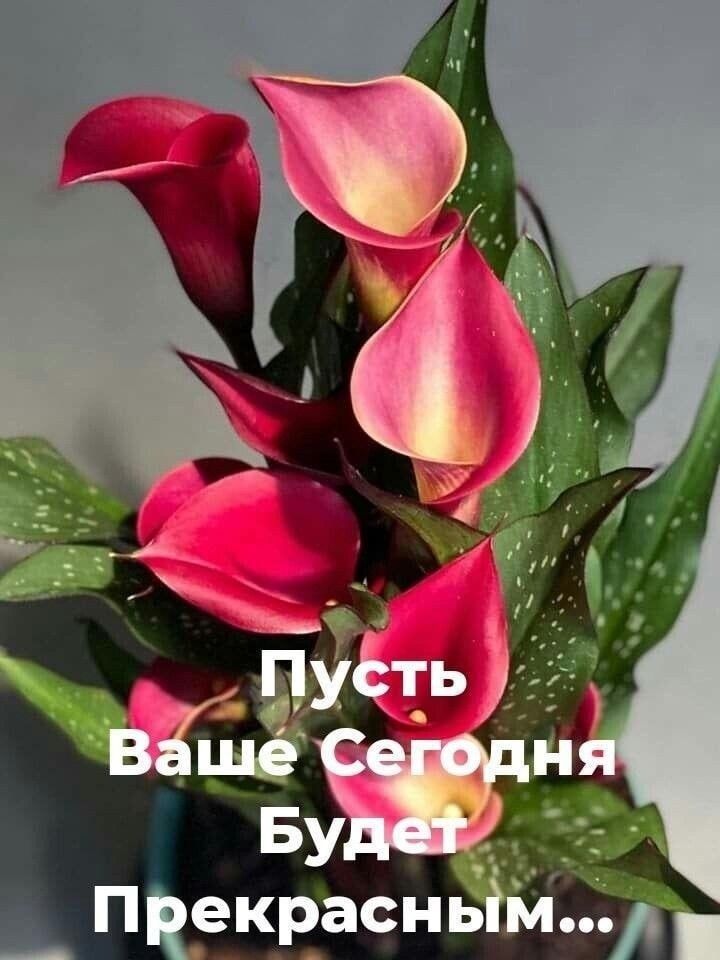 Прекрасным