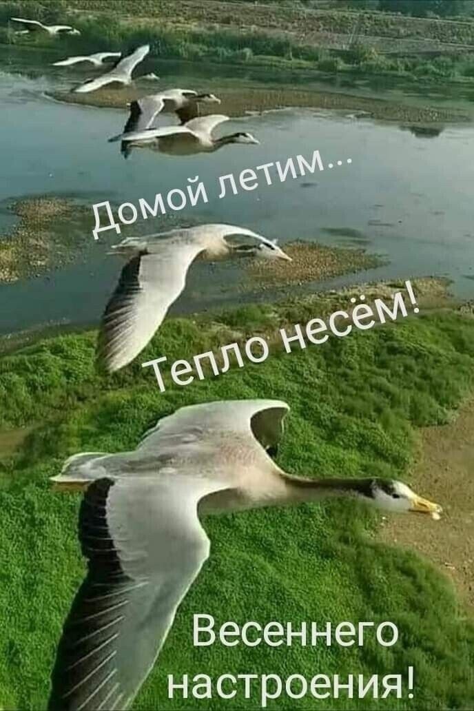 _ ВесеННёГо настроения