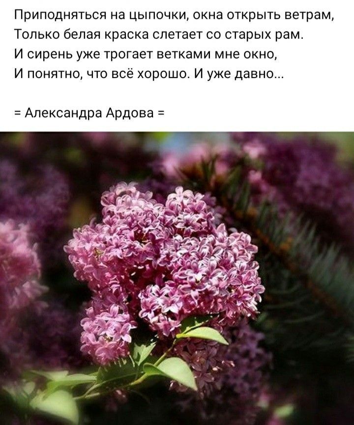 Приподняться на цыпочки окна открыть ветрам Только белая краска слетает со старых рамт И сирень уже трогает ветками мне окно И понятно что все хорошо И уже давно Александра Ардова