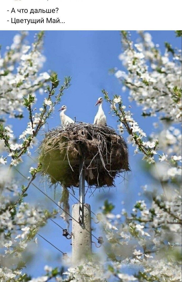 А что дальше Цветущий Май