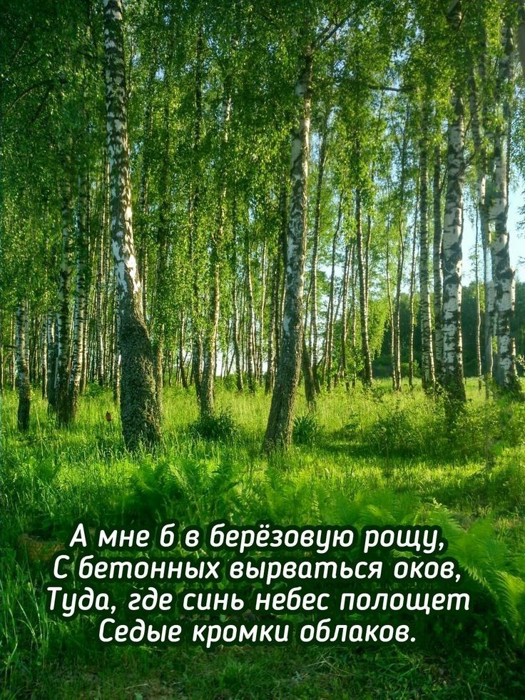 А мне 6 в березовую рощу С бетонньіх вырваться оКов д Туда где синь небес полощет Седые кромки облаков