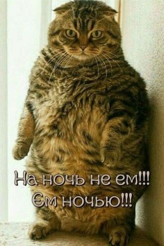 ночь не ем М ночью