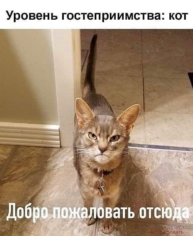 УРОВЕНЬ ГОСТЭПРИИМСТВЗ КОТ