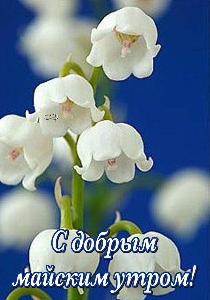 Ш  йы 00бры майскимутром!