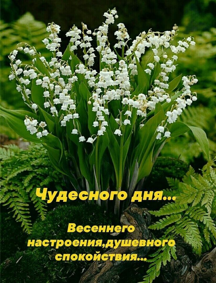 _ Весенндіё У _ настроенищдушсвиыч спокоитияю