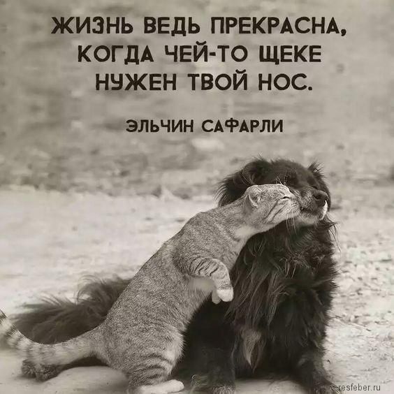 ЖИЗНЬ ВЕДЬ ПРЕКРАСНА КОГДА ЧЕЙ ТО ЩЕКЕ ННЖЕН ТВОЙ НОС ЭЛЬЧИН САФАРЛИ