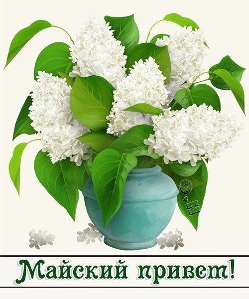 зі Майекий привет