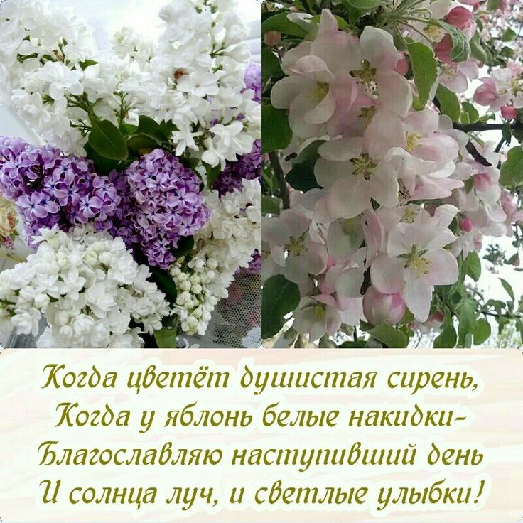 Тогда цбетёт душистая сирень Тогда у яблонь белые накидки Ълвгослабляю наступибший день 11 солнца луч и сбетлые улыбки