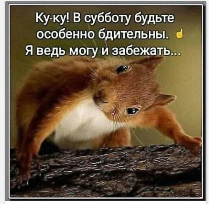 Ку ку В субботу будьте особенно бдительны Я ведь могу и забежать