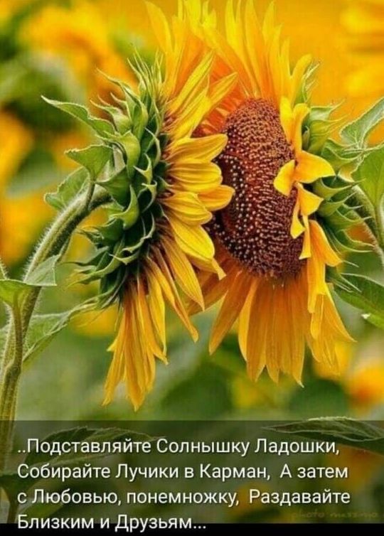 __ _ Чбдотавдяйтёболнышку Ладошки СсбйБайте Лучики в Карман А затем фабовью понемноЖку Раздавайте Близким ДРУЗЬЯМ