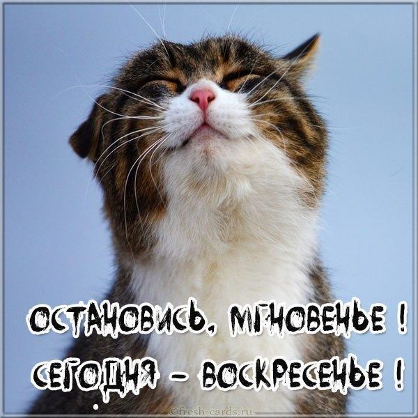 Остансвсь. Мгчоёсднь;  етодня  рес !  Ло:дч ; воск еёёье