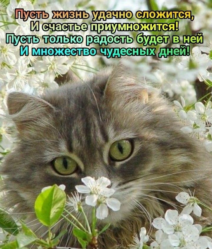 приум радость бу