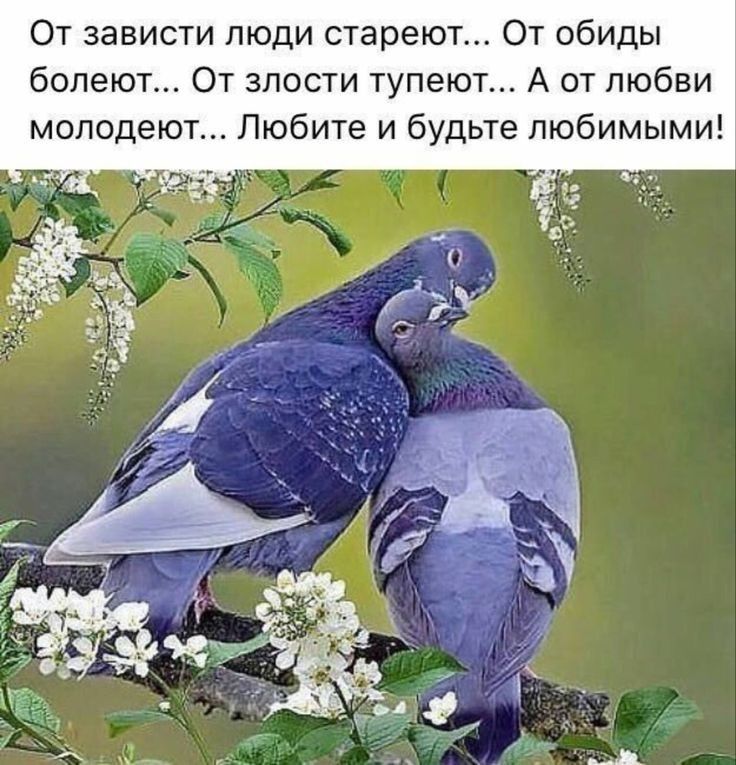 От зависти люди стареют От обиды болеют От злости тупеют А от любви молодеют Любите и будьте любимыми