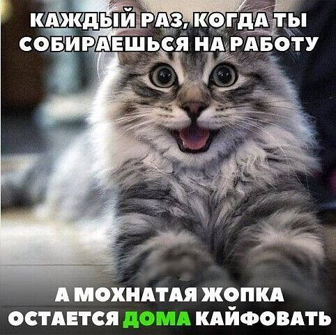 МОХНАТАЯ ЖОПКА ОСТАЕТСЯ дОМА КАИФОВАТЪ